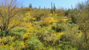 PICTURES/Pipeline Trail & Wildflowers/t_Long Shot1.JPG